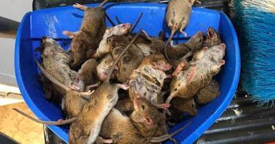Австралию заполонили полчища мышей, которые едят урожай и атакуют людей (видео)