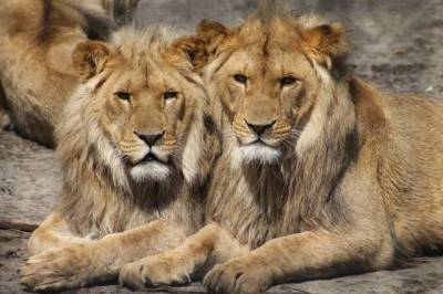 В заповеднике в Уганде нашли шесть мёртвых львов