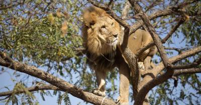 С отрубленными головами и лапами: шесть львов найдены мертвыми в заповеднике Уганды