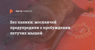 Без паники: москвичей предупредили о пробуждении летучих мышей