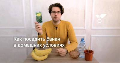 Как посадить банан в домашних условиях