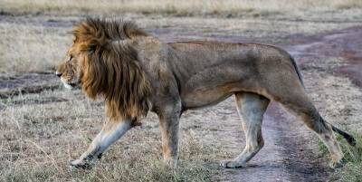 В Национальном парке Королевы Елизаветы в Уганде убили прайд редких львов - ТЕЛЕГРАФ