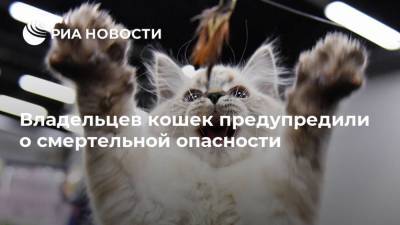 Владельцев кошек предупредили о смертельной опасности - ria.ru - Москва