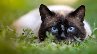 Ветеринары предупредили о смертельной угрозе для владельцев кошек