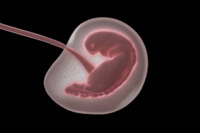 Ученые сократили срок вынашивания эмбриона в два раза