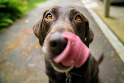 Топ-10 самых крупных пород собак в мире: фото