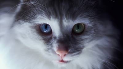 Россиянам рассказали о болезнях, переносчиками которых являются кошки - newinform.com