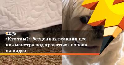 «Кто там?»: бесценная реакция пса на «монстра под кроватью» попала на видео