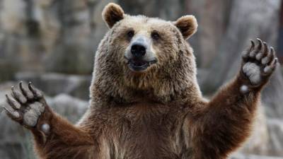 По улицам медведи ходят. Как работает в РФ новый закон об обращении с животными?