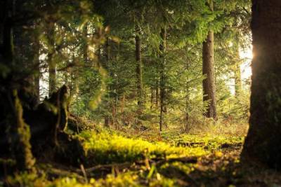90 миллионов на сохранение лесов выделят Псковской области