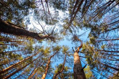 2,4 млрд рублей выделят на восстановление 1,2 млн га леса в России в 2021 году