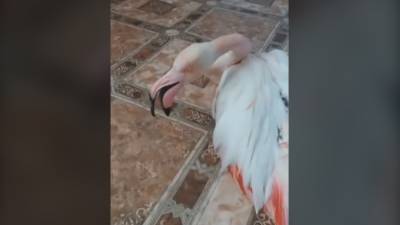 Житель Казахстана спас замерзающего фламинго от смерти.