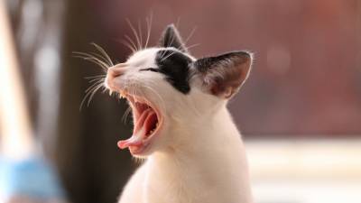 Владельцев кошек предупредили об опасных заболеваниях - politros.com