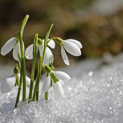 Настоящая весна придёт в Московский регион уже в конце марта