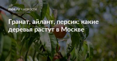 Гранат, айлант, персик: какие деревья растут в Москве