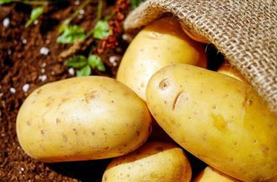 Красный картофель: в Украине вывели новые уникальные сорта