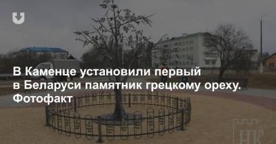 В Каменце установили первый в Беларуси памятник грецкому ореху. Фотофакт