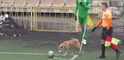 12 игрок в составе Нивы: собака сорвал угловой Карпат в Виннице – курьезное видео