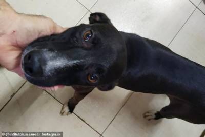 В Бразилии бездомный пес пришел в клинику просить о помощи: трогательная история