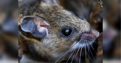 Повсюду адская вонь: штат в Австралии «захватили» полчища мышей