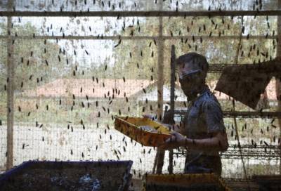 Личинки на сотни долларов: как городские фермы богатеют на мухах