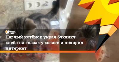 Наглый котёнок украл буханку хлеба на глазах у хозяев и покорил интернет