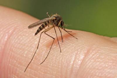 Эксперт рассказал, стоит ли ждать нашествия комаров в Петербурге этим летом