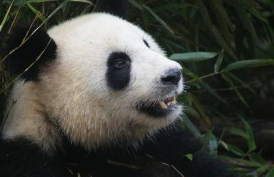 В бельгийском зоопарке большая панда напала на своего смотрителя