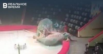 Директор казанского цирка объяснил, почему на арене один слон напал на другого
