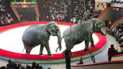 Видео: Повалившийся на трибуны слон вызвал панику зрителей в казанском цирке