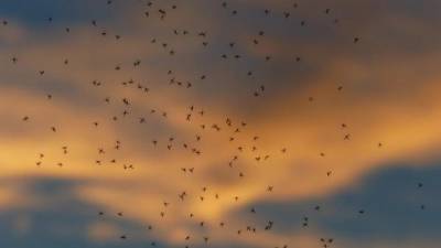 Эксперт предположил, что массового нашествия комаров в этом году не ожидается - piter.tv - Петербурга - Петербург