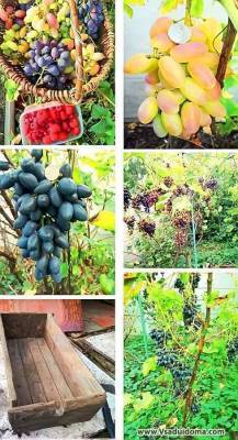 Ускорение плодоношения винограда из черенков (китайских отводков) - skuke.net