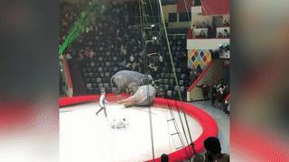 Представление запомнится надолго: в казанском цирке слон сбил "напарника" с ног и шокировал зрителей — видео