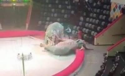 В казанском цирке слоны устроили драку: зрители в панике разбегались (видео)