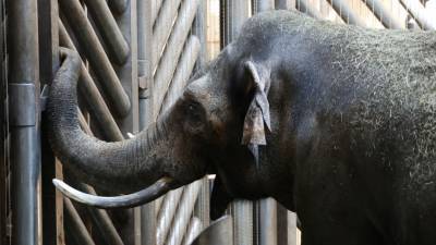 В цирке Казани представление было прервано из-за драки слонов