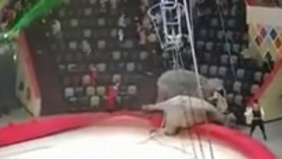 Слон упал за арену во время циркового шоу в Казани