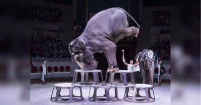В РФ слон упал за арену во время шоу и вызвал панику в цирке