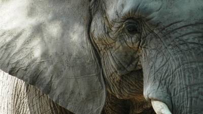 В Татарстане произошла драка слонов во время представления в цирке