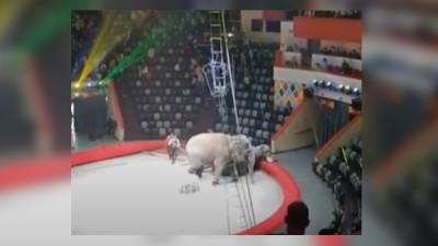 Слоны устроили драку во время представления в цирке Казани