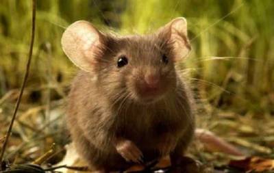 Нашестя мишей у Австралії: гризуни покусали вже трьох людей