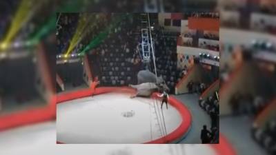 Дрессировщик объяснил, почему слоны устроили драку в Казанском цирке