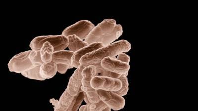 Устойчивые к антибиотикам бактерии способны зарождаться в микропластике