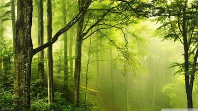 День лесов: что угрожает украинским лесам и что может сделать каждый для их сохранения