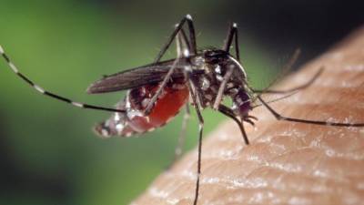 Специалист РАН оценил вероятность нашествия комаров в РФ