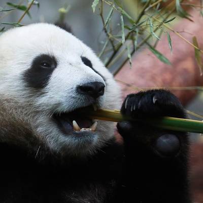 Панда напала на сотрудника в бельгийском зоопарке