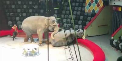 В цирке в Казани слоны подрались во время представления - видео - ТЕЛЕГРАФ