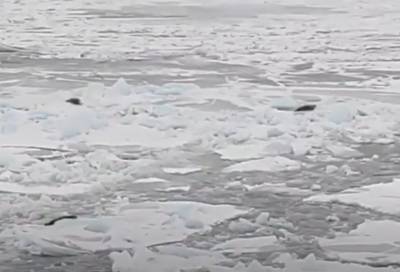 Очевидцы заметили большое количество тюленей на льду Финского залива