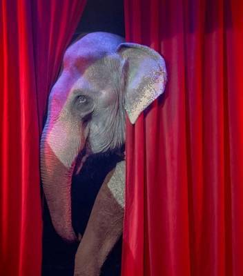 Слоны подрались во время представления в цирке Казани