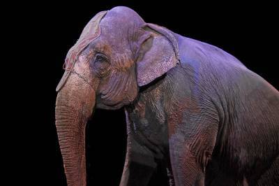 В казанском цирке слоны подрались прямо во время представления