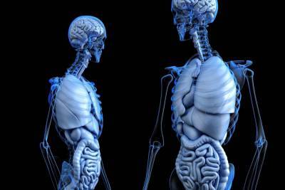 Учёные научили искусственный интеллект управлять экзоскелетами